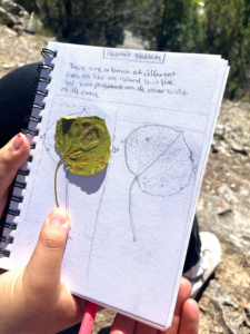 JHHS_NatureJournal_samplepage2 JHHS - GYE Nature Journal Art Project